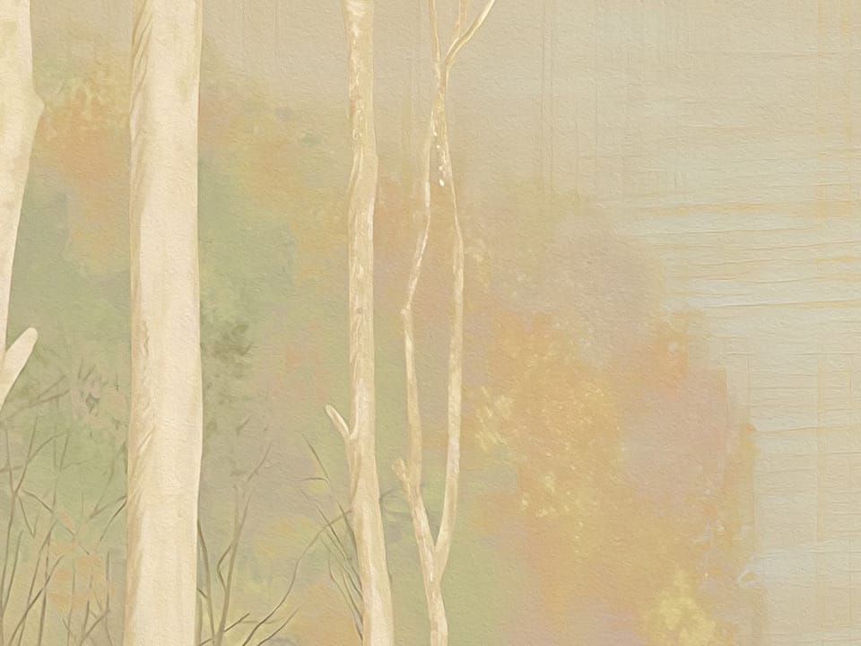 Fototapeta Las z wysokimi drzewami i jeziorem fragment #3