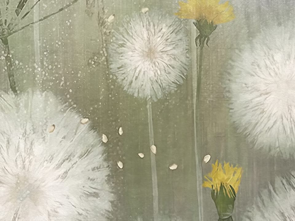 Fototapeta Dmuchawce na łące z fioletowym niebem fragment #1