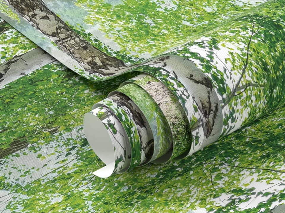 Fototapeta Brzozy w zielonym lesie fragment #1