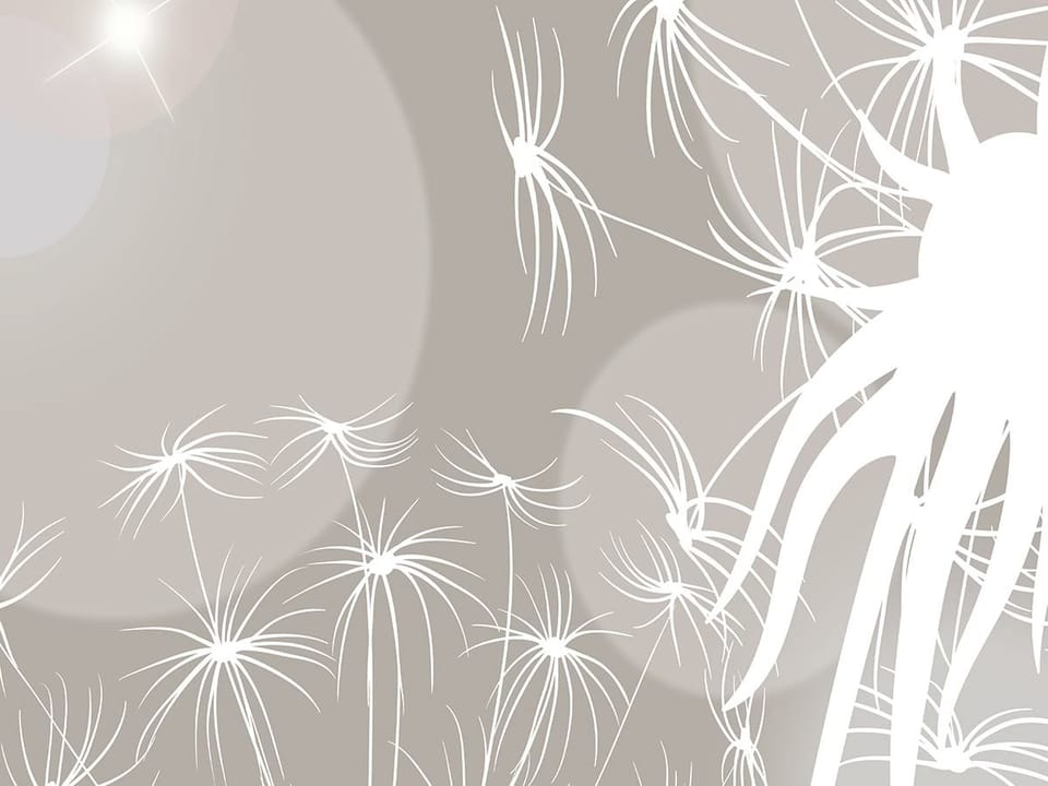 Fototapeta Białe Dmuchawce na Tle Bokeh fragment #1