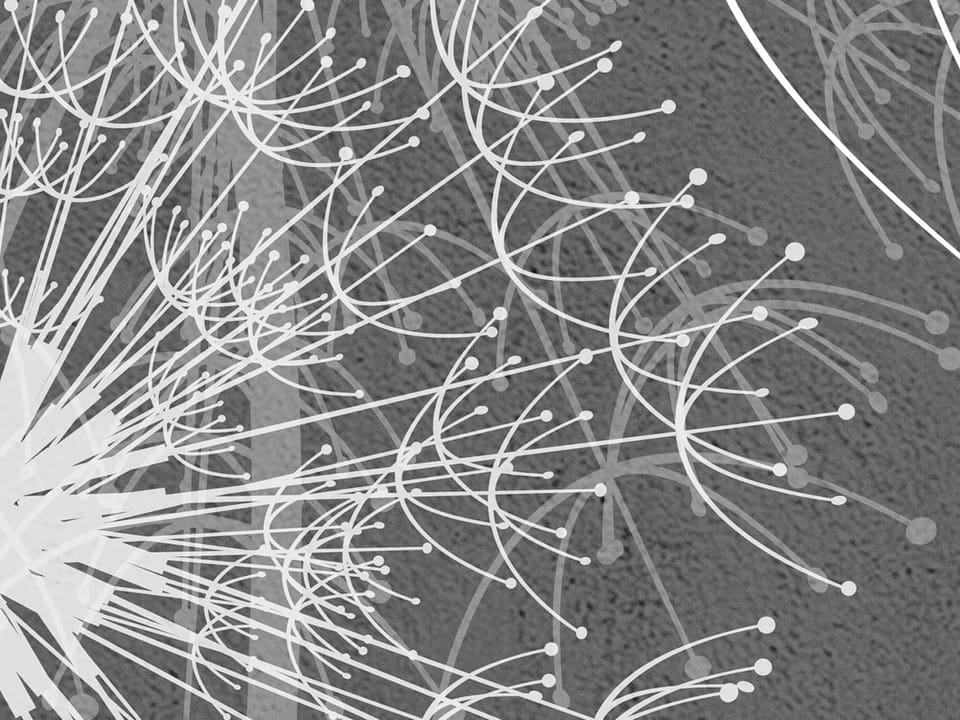 Fototapeta Białe dmuchawce na szarym tle fragment #1