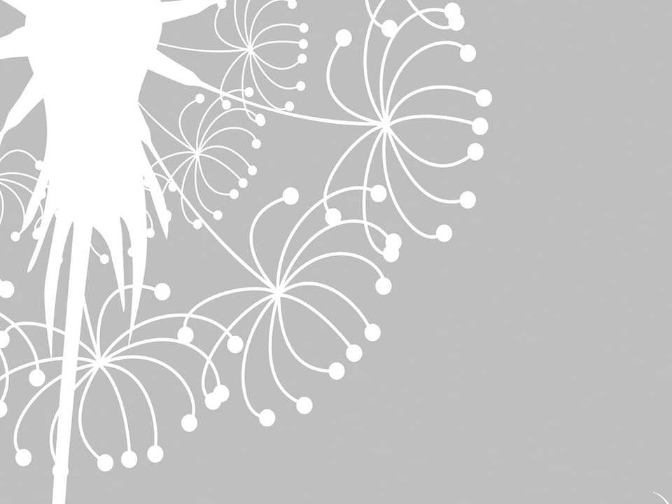 Fototapeta Białe dmuchawce na szarym tle fragment #1