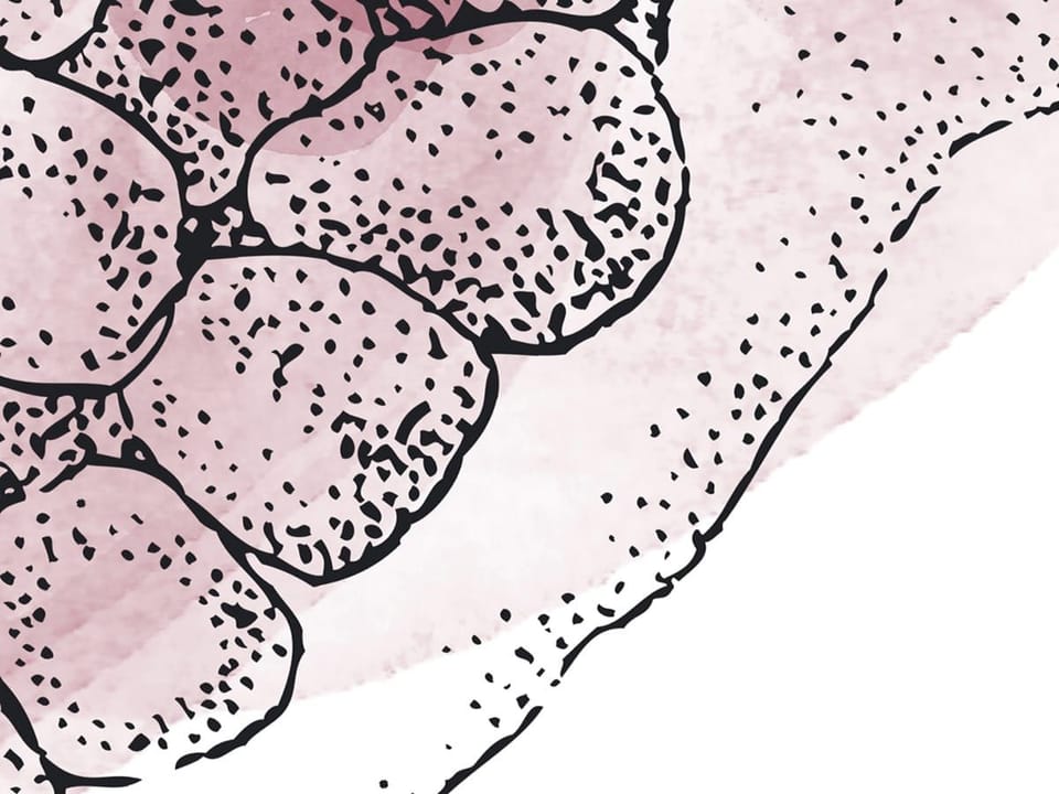 Fototapeta Granaty na białym tle fragment #1