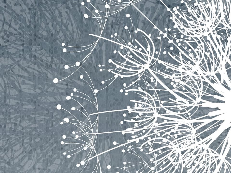 Fototapeta Białe dmuchawce na szarym tle fragment #2