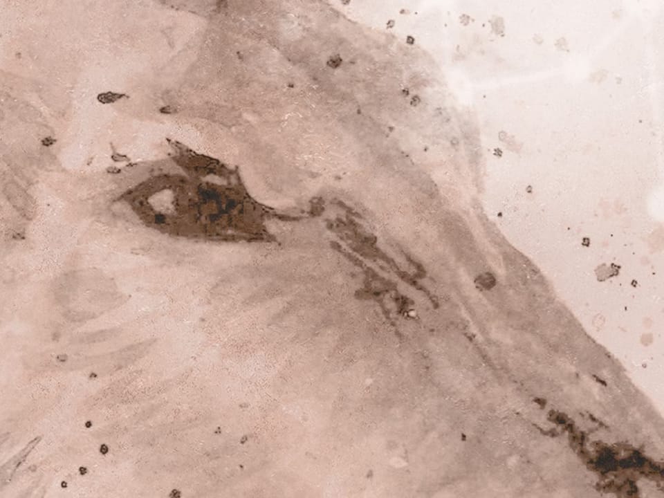 Fototapeta Niedźwiedzie polarne na śniegu fragment #1