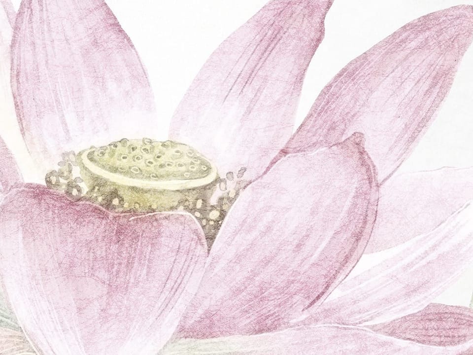 Fototapeta Lilie i kwiaty lotosu na wodzie fragment #2