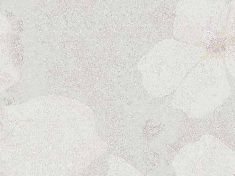 Fototapeta Gałęzie Sakury z Białymi Kwiatami fragment #2