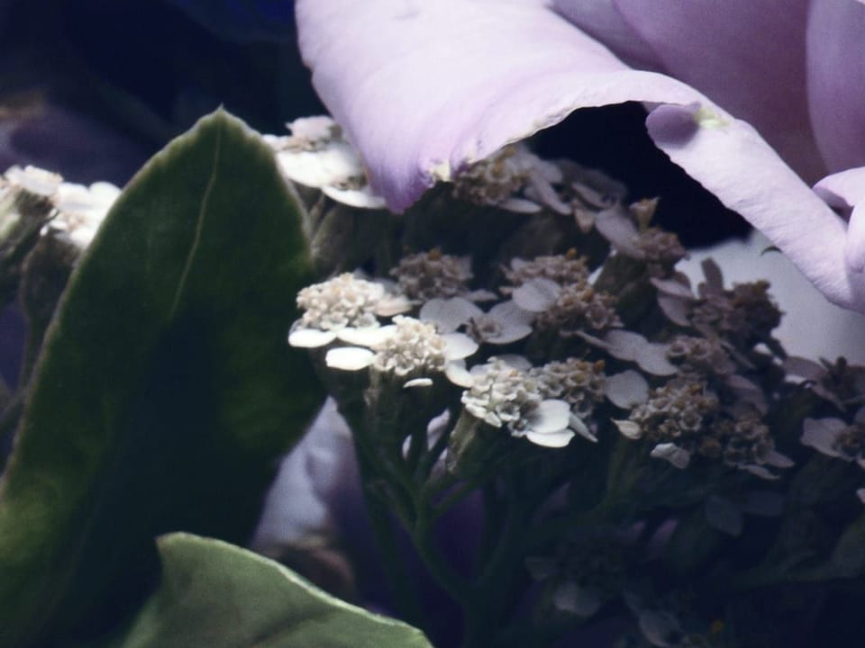 Fototapeta Bukiet jasnofioletowych piwonii fragment #2