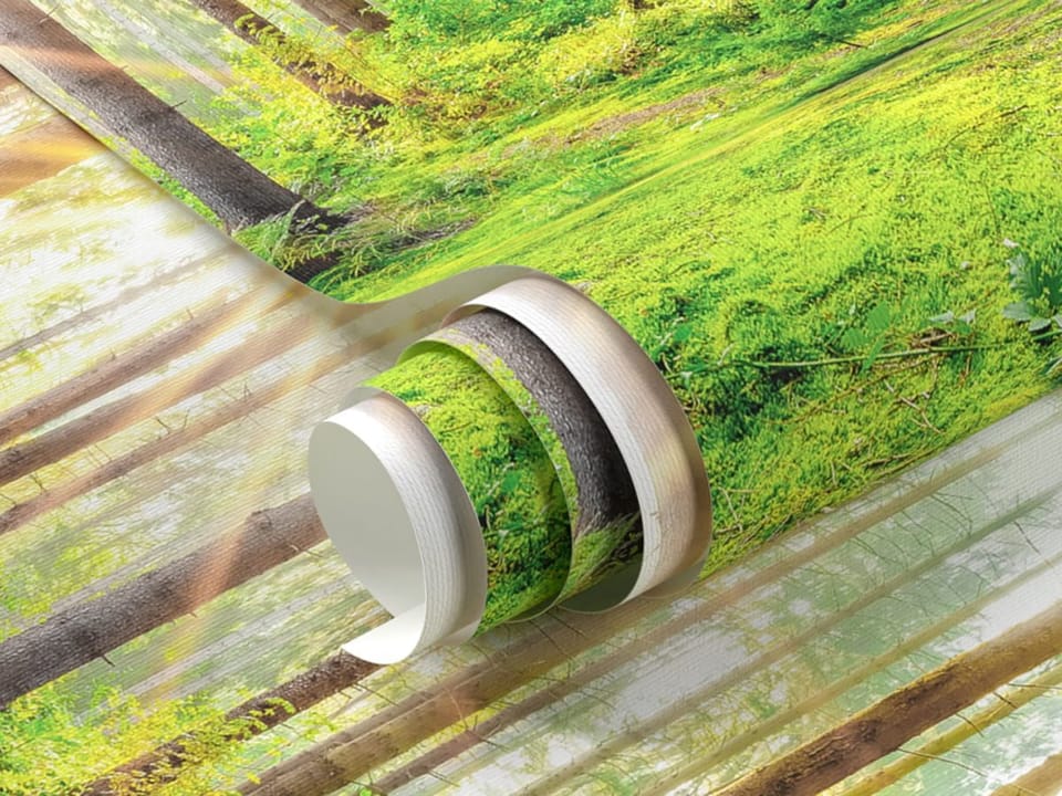 Fototapeta Las o świcie z wysokimi drzewami fragment #1