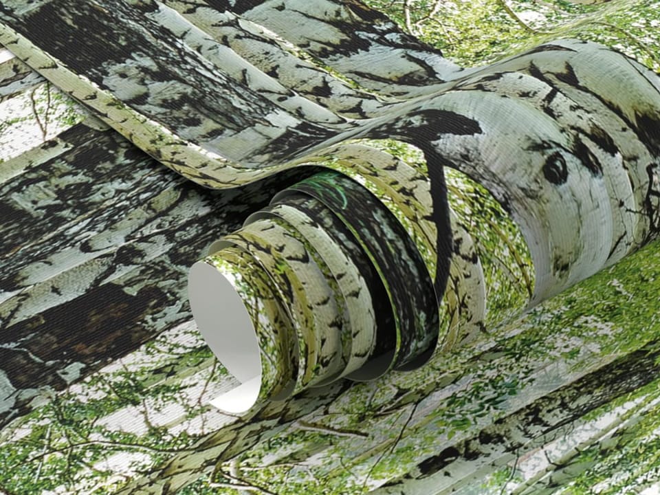 Fototapeta Ścieżka wśród brzozowych drzew - realne zdjęcie w rolce