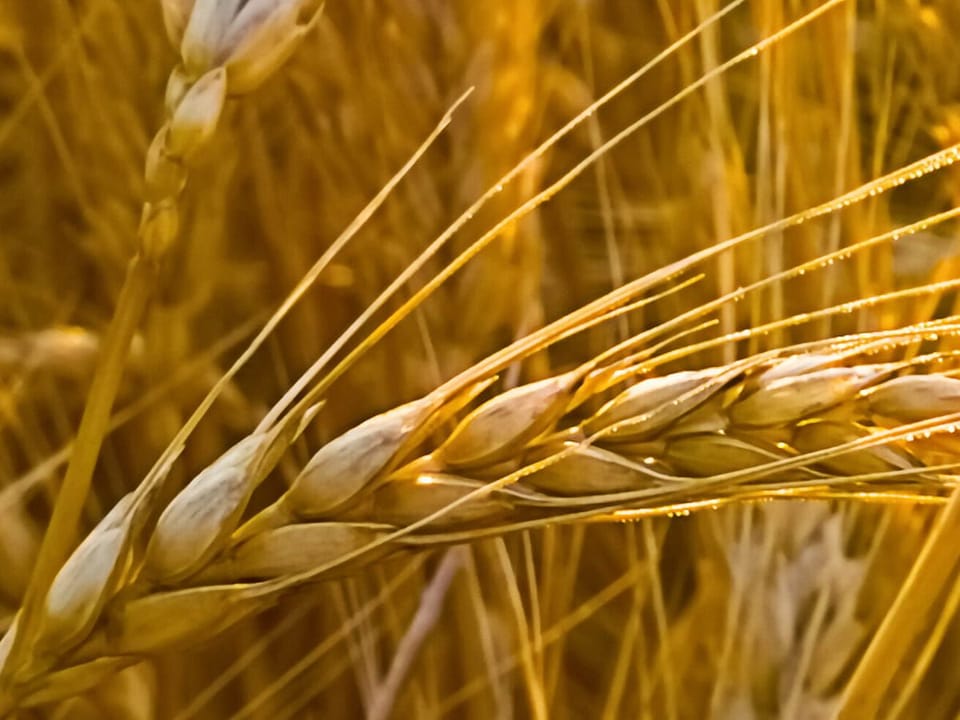 Fototapeta Zachód słońca nad polem pszenicy fragment #1