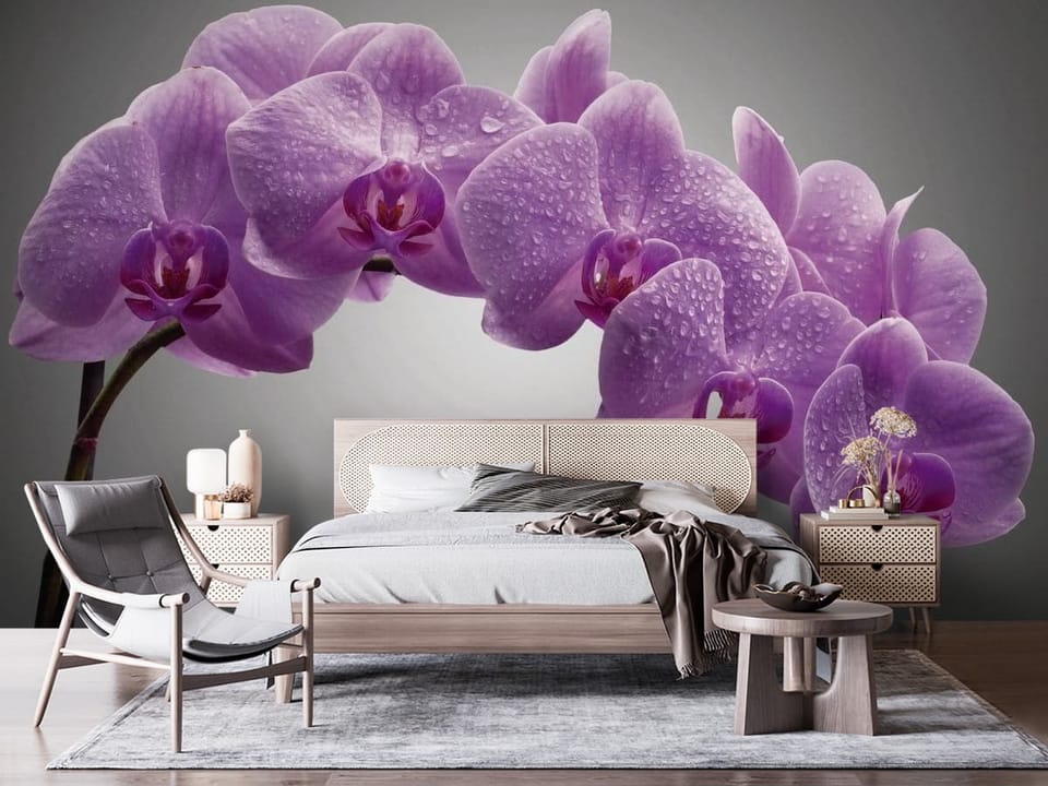 Fototapeta z fioletowymi orchideami pokrytymi kroplami wody na szarym tle - nowoczesna ściana w nasłonecznionej sypialni