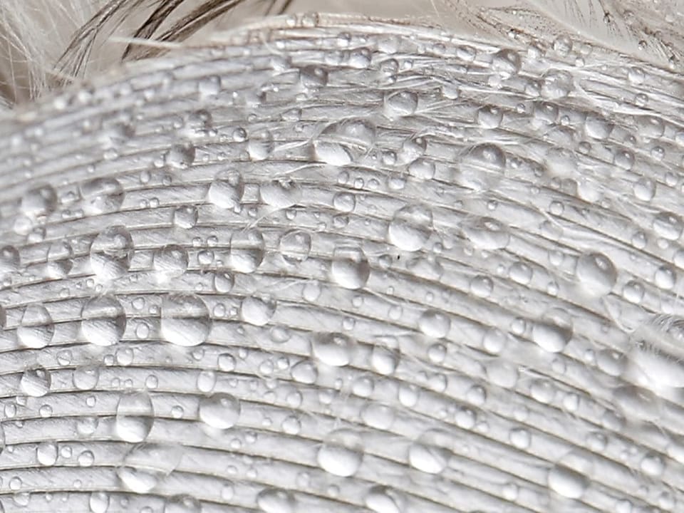 Fototapeta Pióra z Kroplami Wody fragment #1