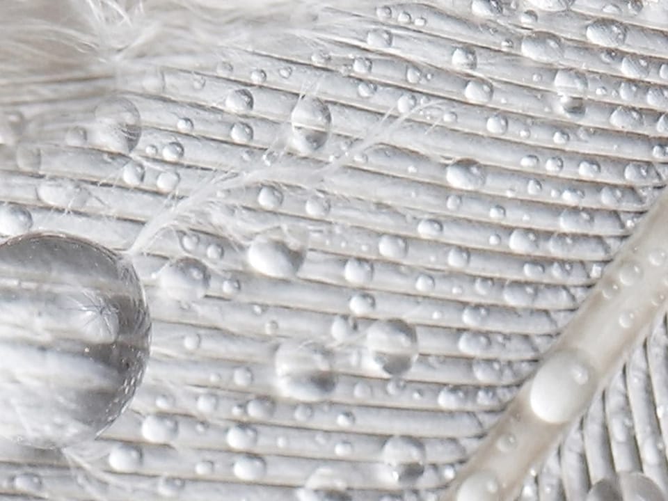 Fototapeta Pióra z Kroplami Wody fragment #2