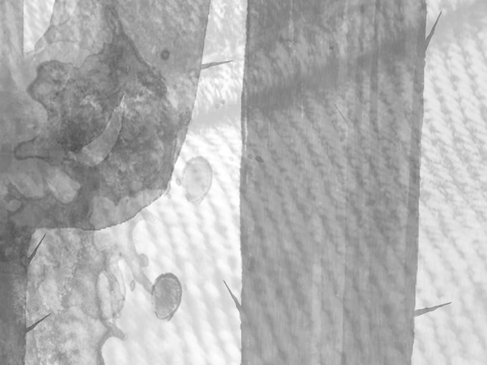 Fototapeta Sylwetki Kaktusów na Teksturze - realne zdjęcie w rolce