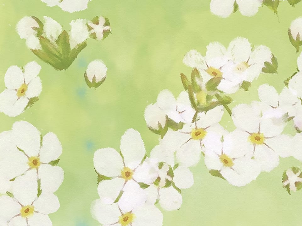 Fototapeta Białe kwiaty na zielonym tle - realne zdjęcie w rolce