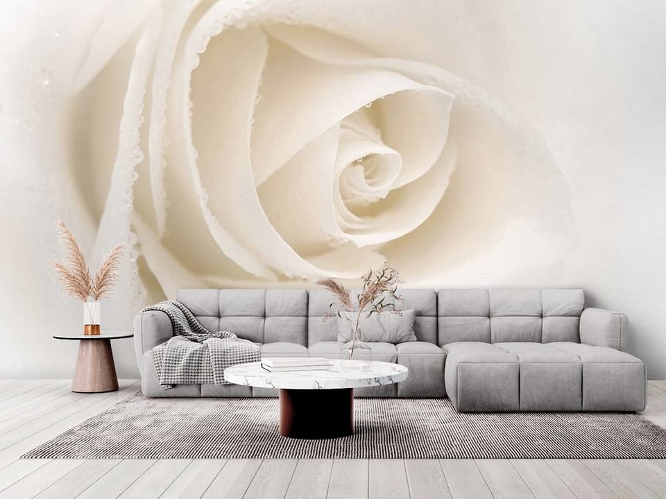 Fototapeta zbliżenie białej róży z kroplami wody na płatkach - elegancki salon w stylu minimalistycznym