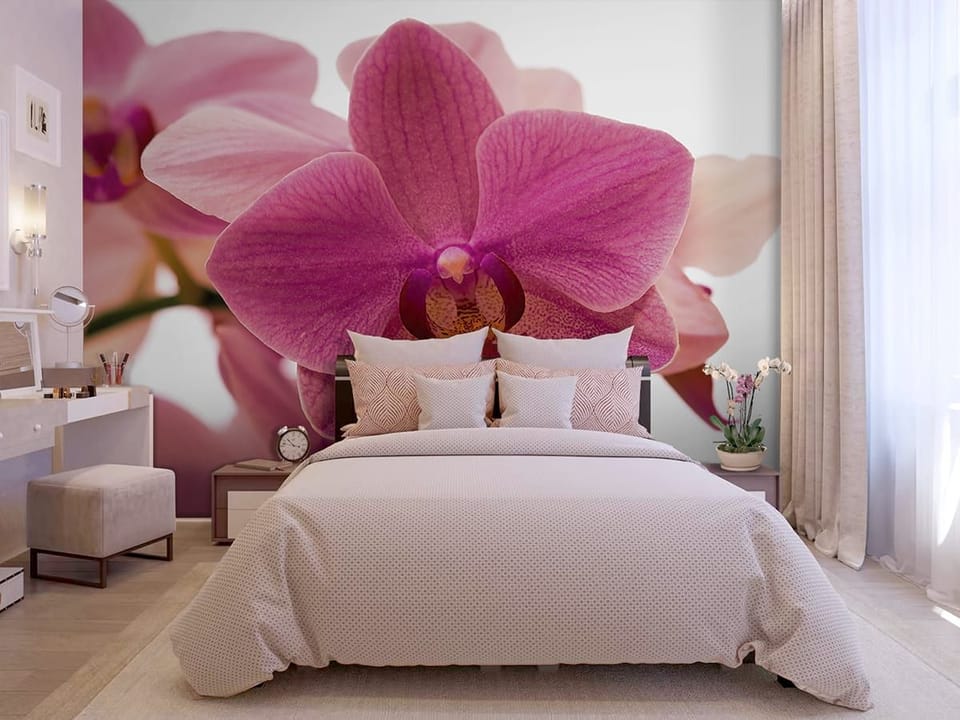 Fototapeta Różowy kwiat orchidei na białym tle - aranżacja w sypialni