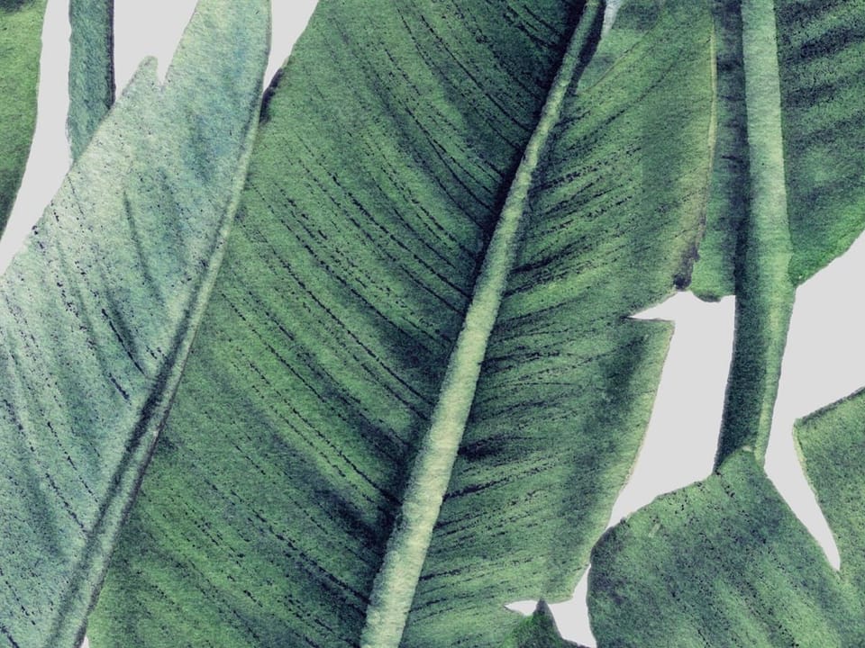 Fototapeta Zielone liście bananowca na bieli - realne zdjęcie w rolce