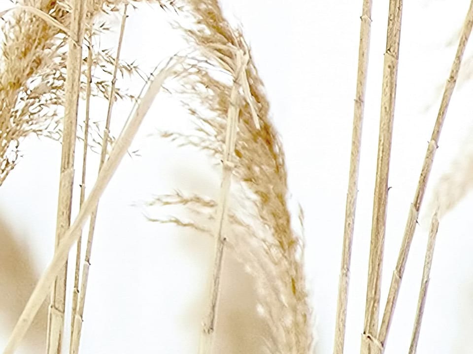 Fototapeta Kwiaty polne w lekkim wietrze - realne zdjęcie w rolce