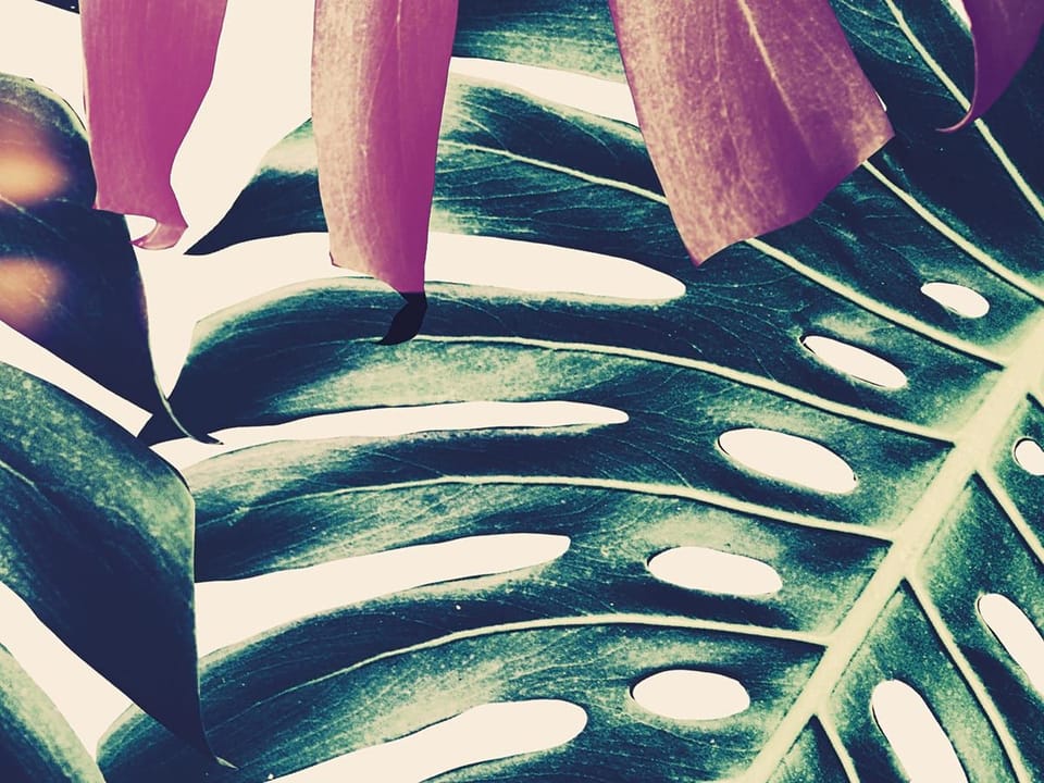 Fototapeta Monstera w zieleni na jasnym tle - realne zdjęcie w rolce