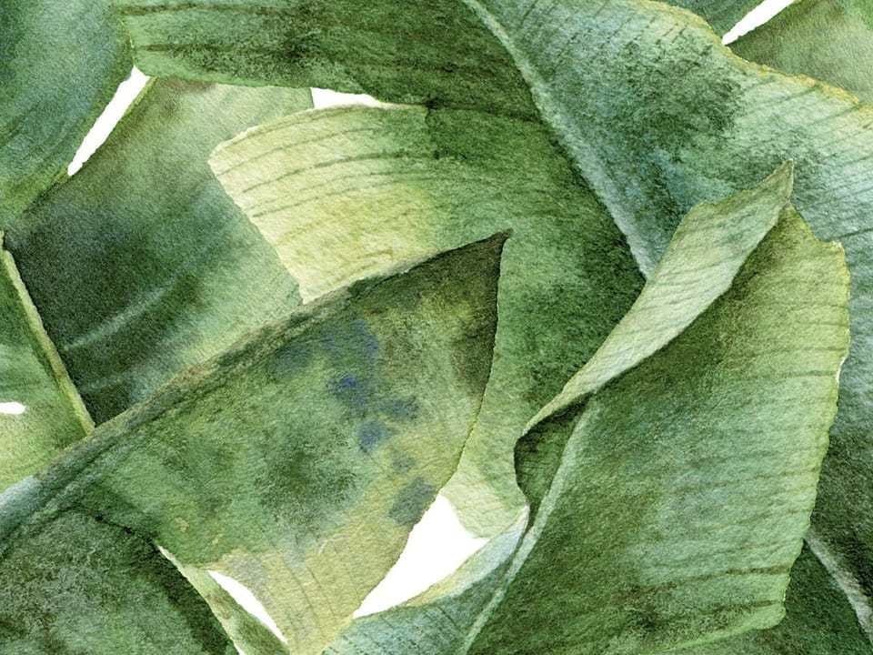 Fototapeta Zielone liście bananowca na białym tle - realne zdjęcie w rolce