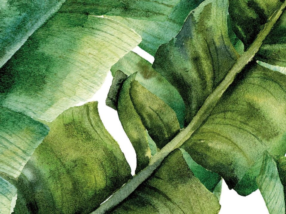 Fototapeta Zielone Liście Bananowca - realne zdjęcie w rolce