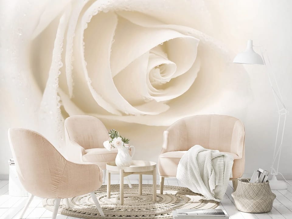 Fototapeta Biała róża z kroplami wody we wnętrzu salonu