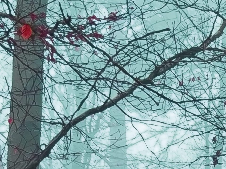 Fototapeta Tajemniczy las we mgle - realne zdjęcie w rolce