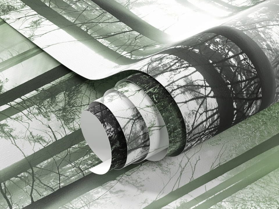 Fototapeta Promienie słońca w gęstwinach leśnych - realne zdjęcie w rolce