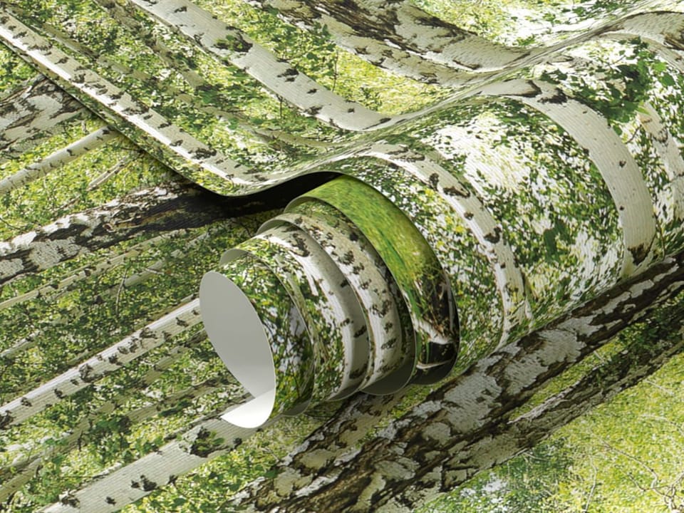 Fototapeta Brzozowy las z zielonym podszytem fragment #1